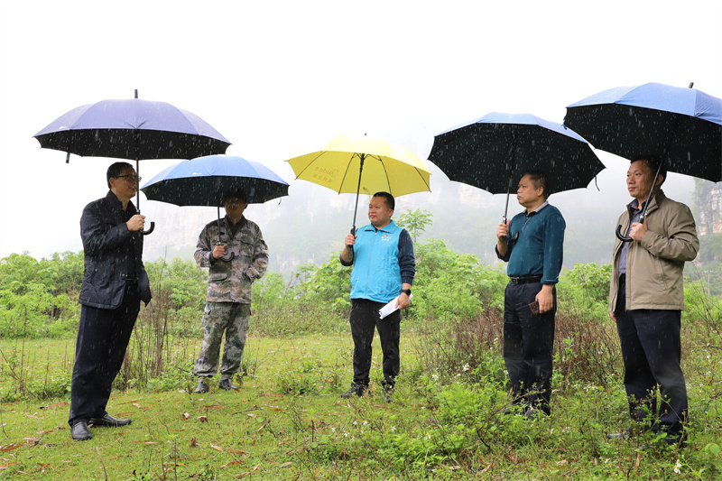 參看旱鴨養殖產業合作基地選址情況（拍攝：柒紅）.jpg