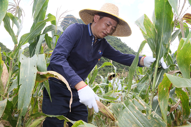 馬超毅帶領鄰家公司黨員到貧困戶田地中收玉米2.jpg